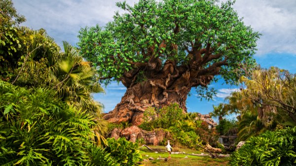 The Tree of Life at Disney's Animal Kingdom